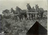  Pinkney Lee Ferguson (1884-1956) with his team of mules. Pinkney was the husband of Mary Belle Turner (1889-1965), daughter of James Woodson Turner and Mary Jane Carroll Turner.